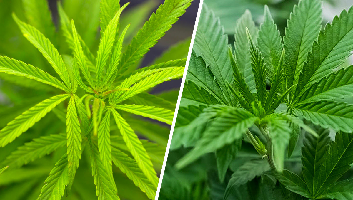 cannabis sativa vs indica
